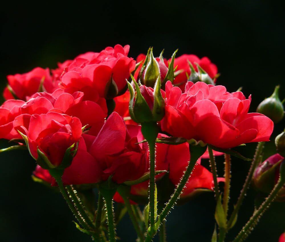 A close up of some red flowers with green stems
